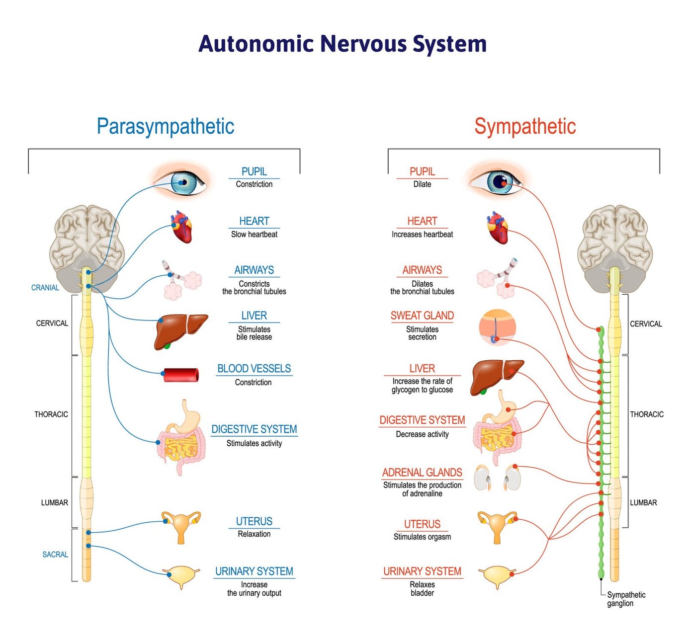 Why Most Post-trauma Vision Syndrome Treatment Falls Short 